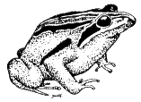 frog